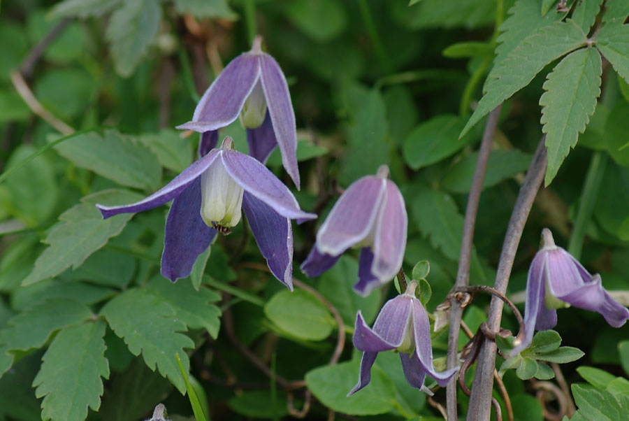 Clematis alpina / Clematide alpina